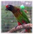 /album/lori-rudocely-yellow-streaked-lory/lori-rudocely-2-jpg/